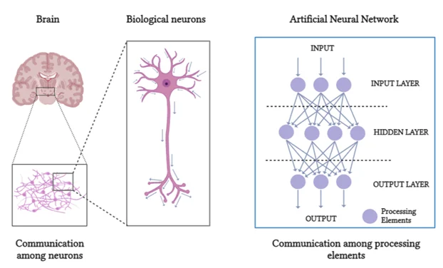 How Neural Networks Mimic the Human Brain to Solve Complex Problems
